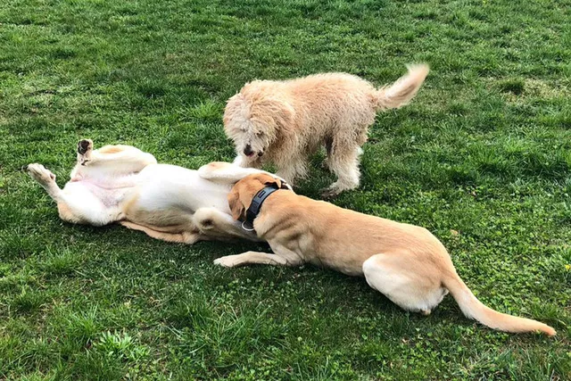 Spenden - Hunde beim Spielen auf gründer Wiese