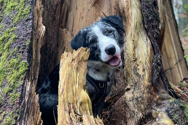 Jetzt Mitglied werden - Hund sitzt in einem Baumstumpf