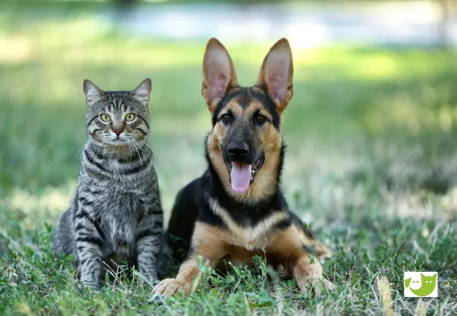 Verantwortung bei der Tieradoption - was bedeutet das eigentlich? Hund und Katze friedlich nebeneinander auf einer Wiese