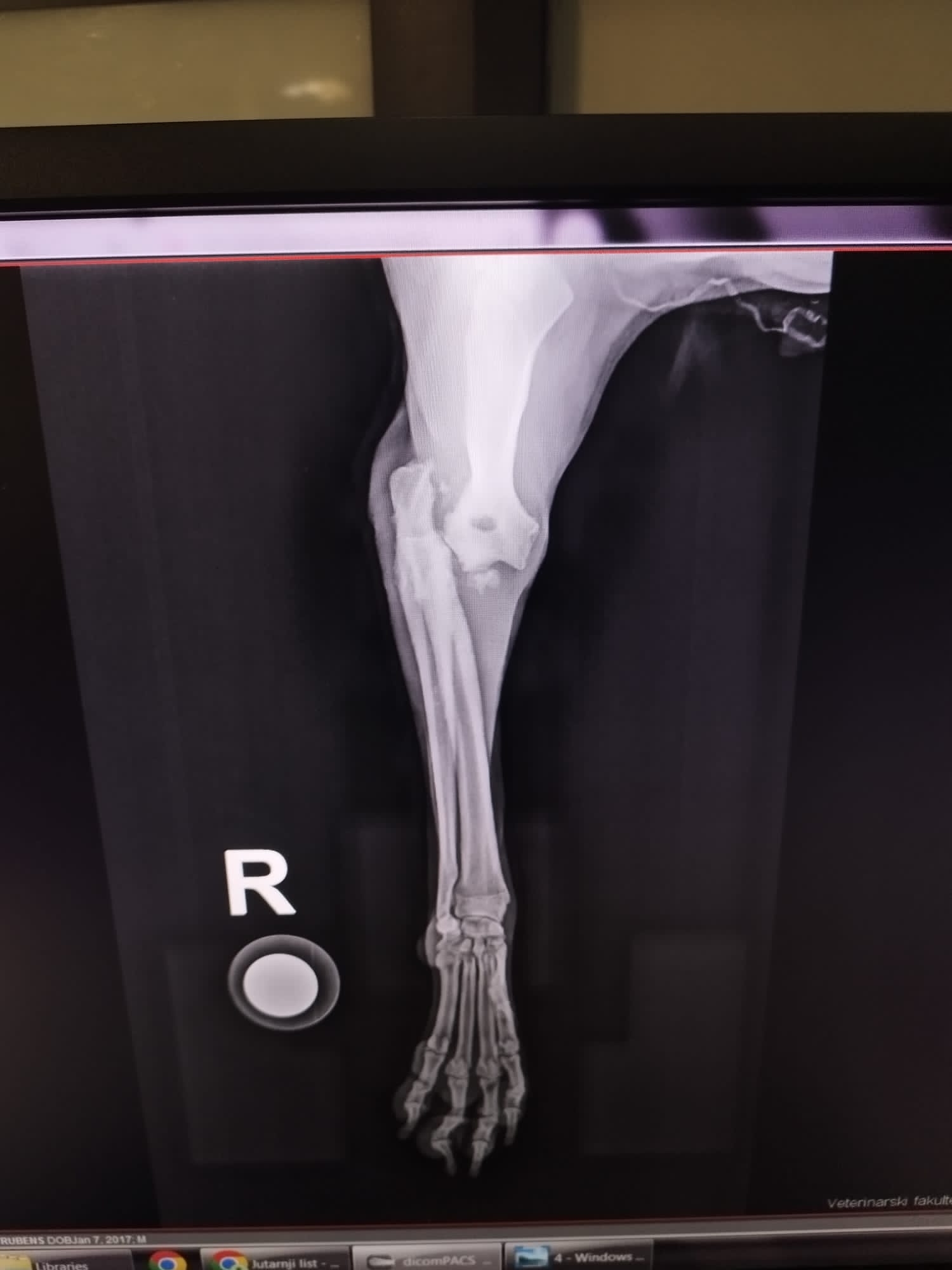 Röntgenbild Rubens rechter Vorderlauf