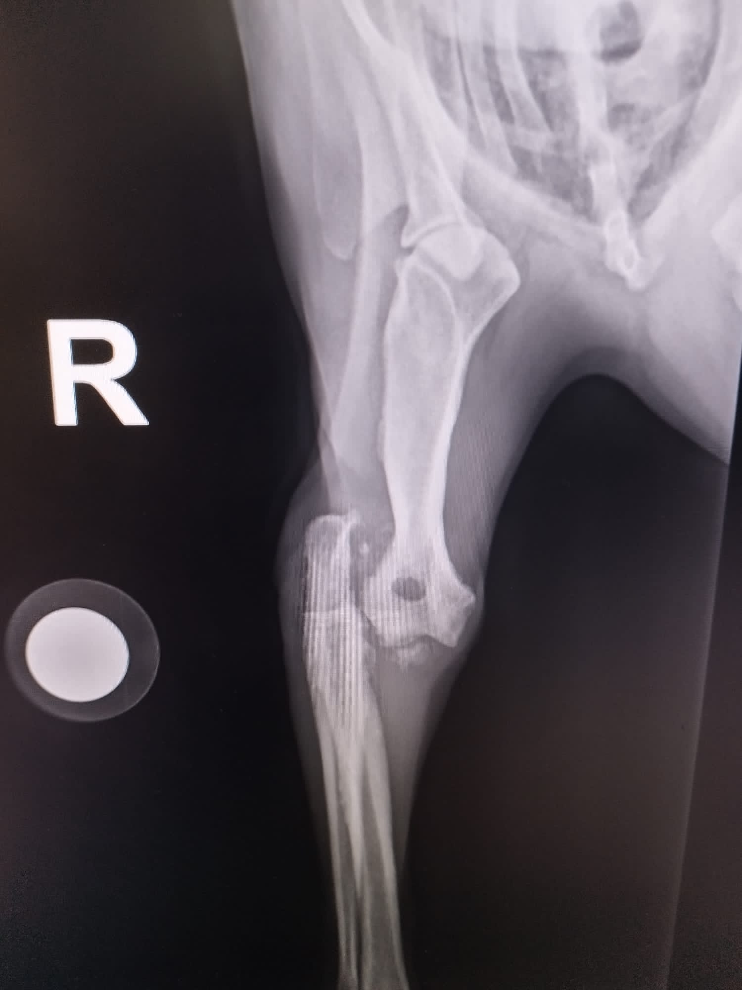Röntgenaufnahme Rubens rechter Vorderlauf