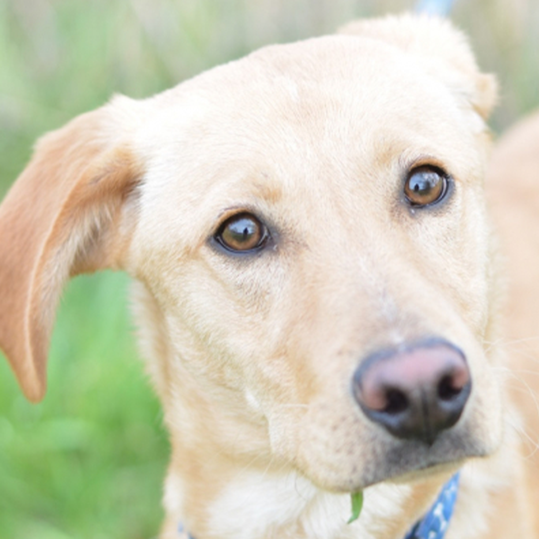 blonder, junger Labradormischling Rio, Portrait