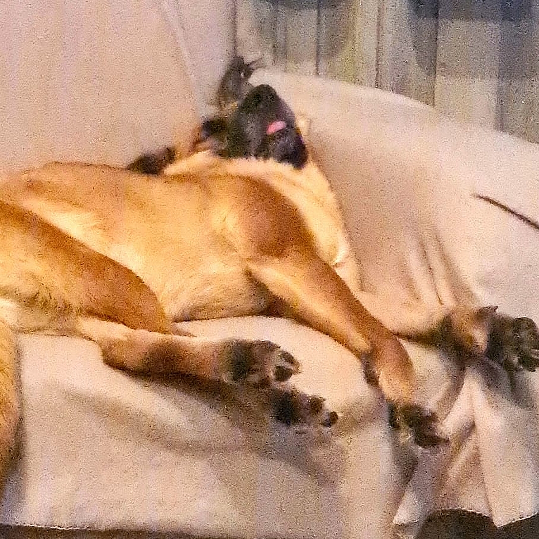 Braune Hündin, auf rechter Seite liegend, auf dem Sofa, schläft, Zungenspitze herausgestreckt