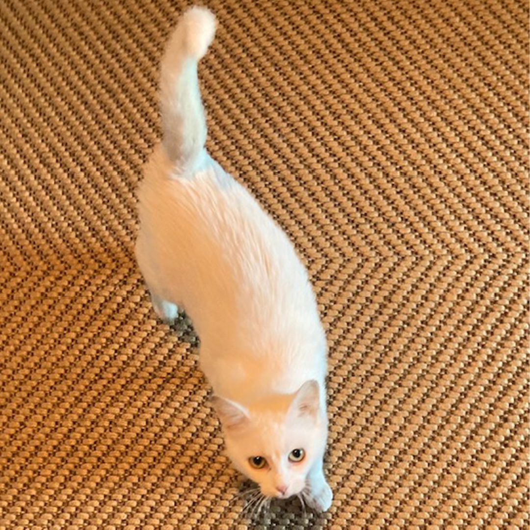 Mimi, weiße Katze, stehend, von oben, frontal fotografiert