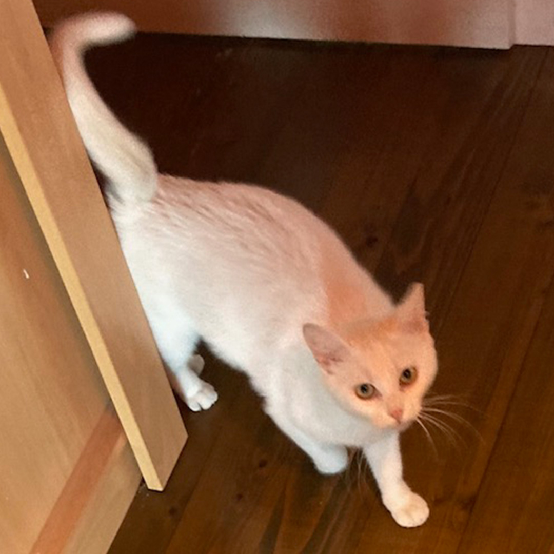 Mimi, weiße Katze, stehend fotografiert
