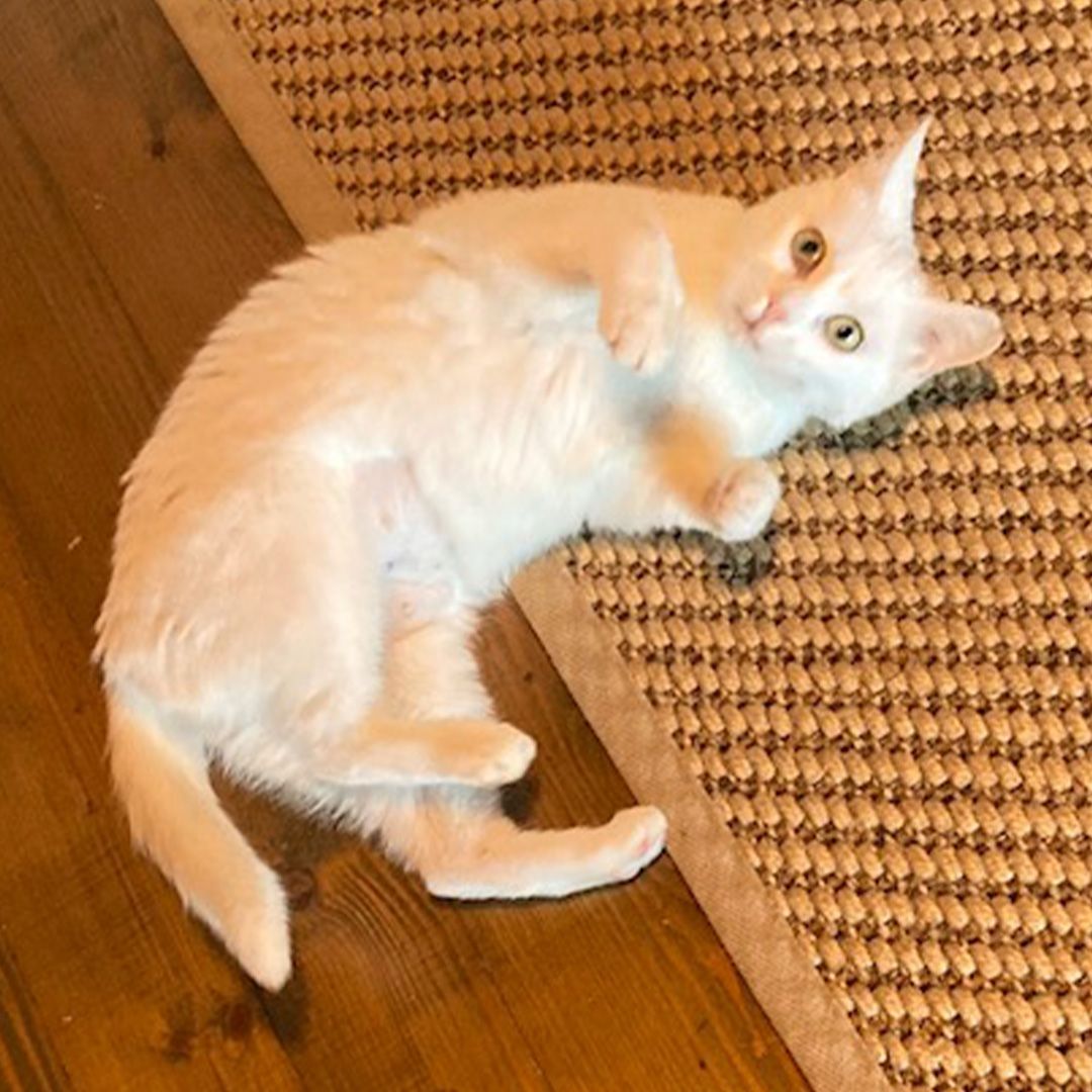 Mimi, weiße Katze, liegend, seitlich
