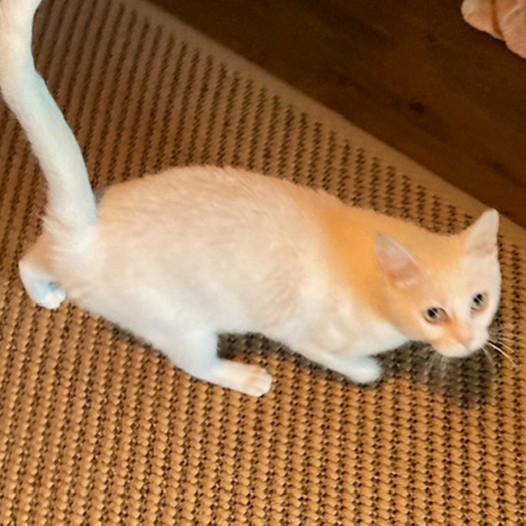 Mimi, weiße Katze, stehend, 