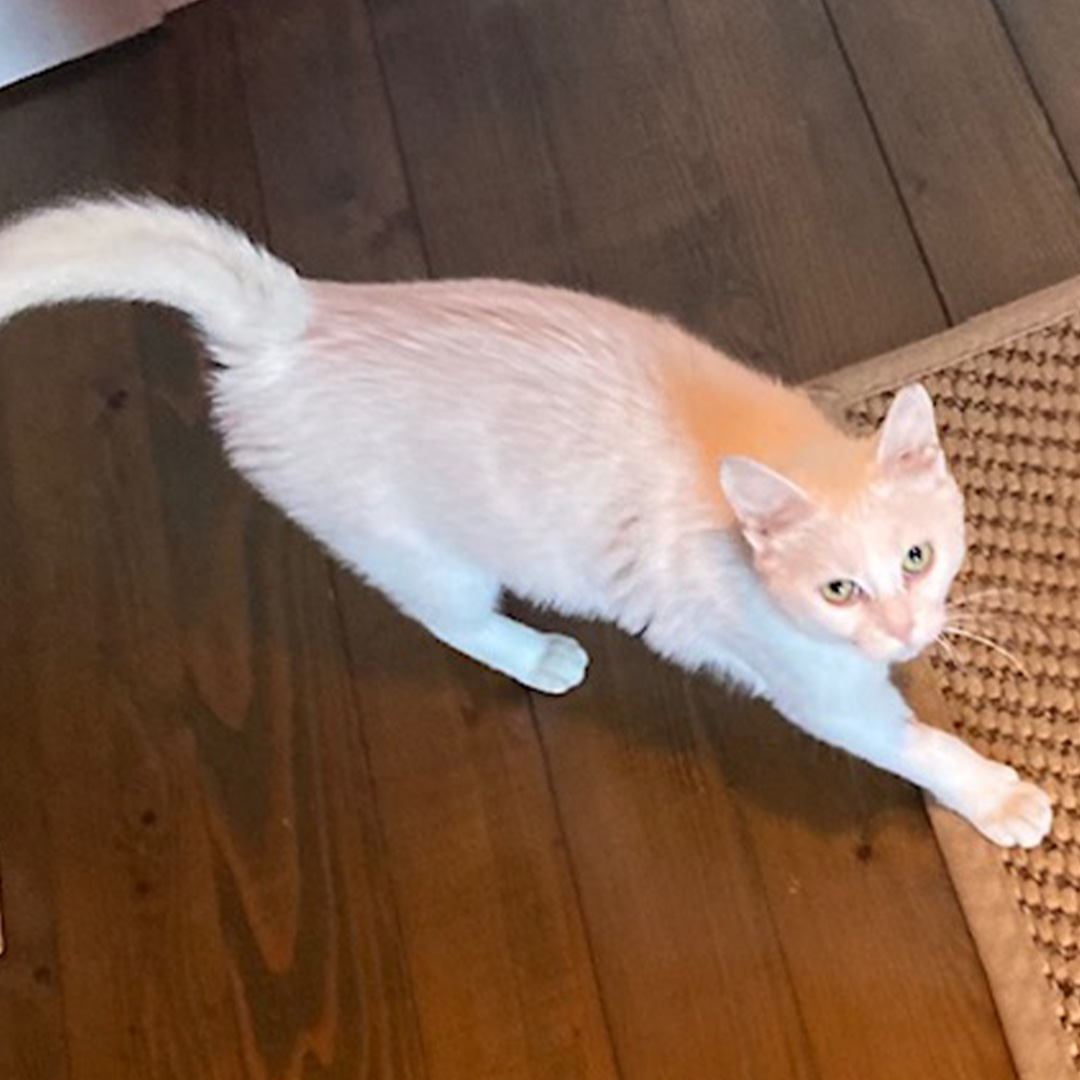 Mimi, weiße Katze, stehend, 