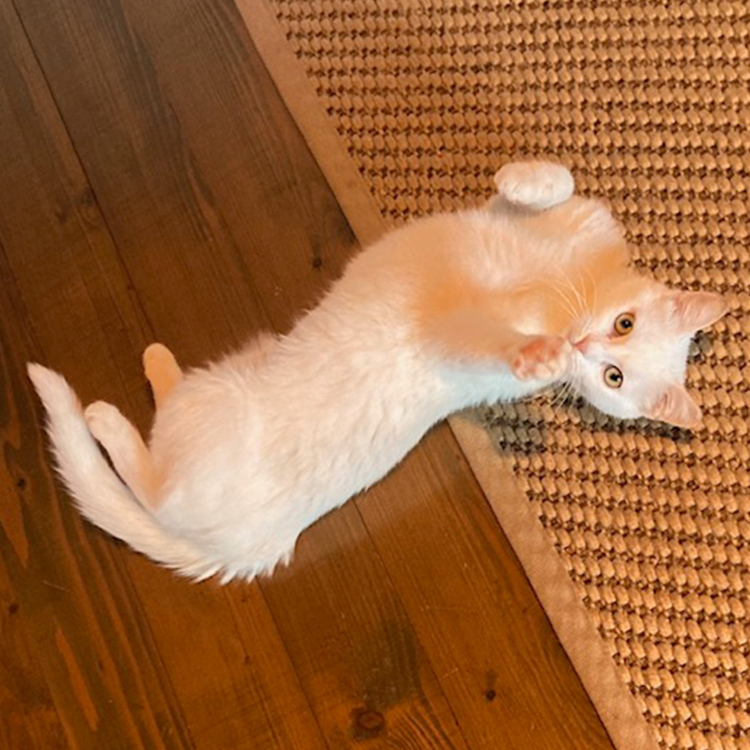 Mimi, weiße Katze, liegend, seitlich