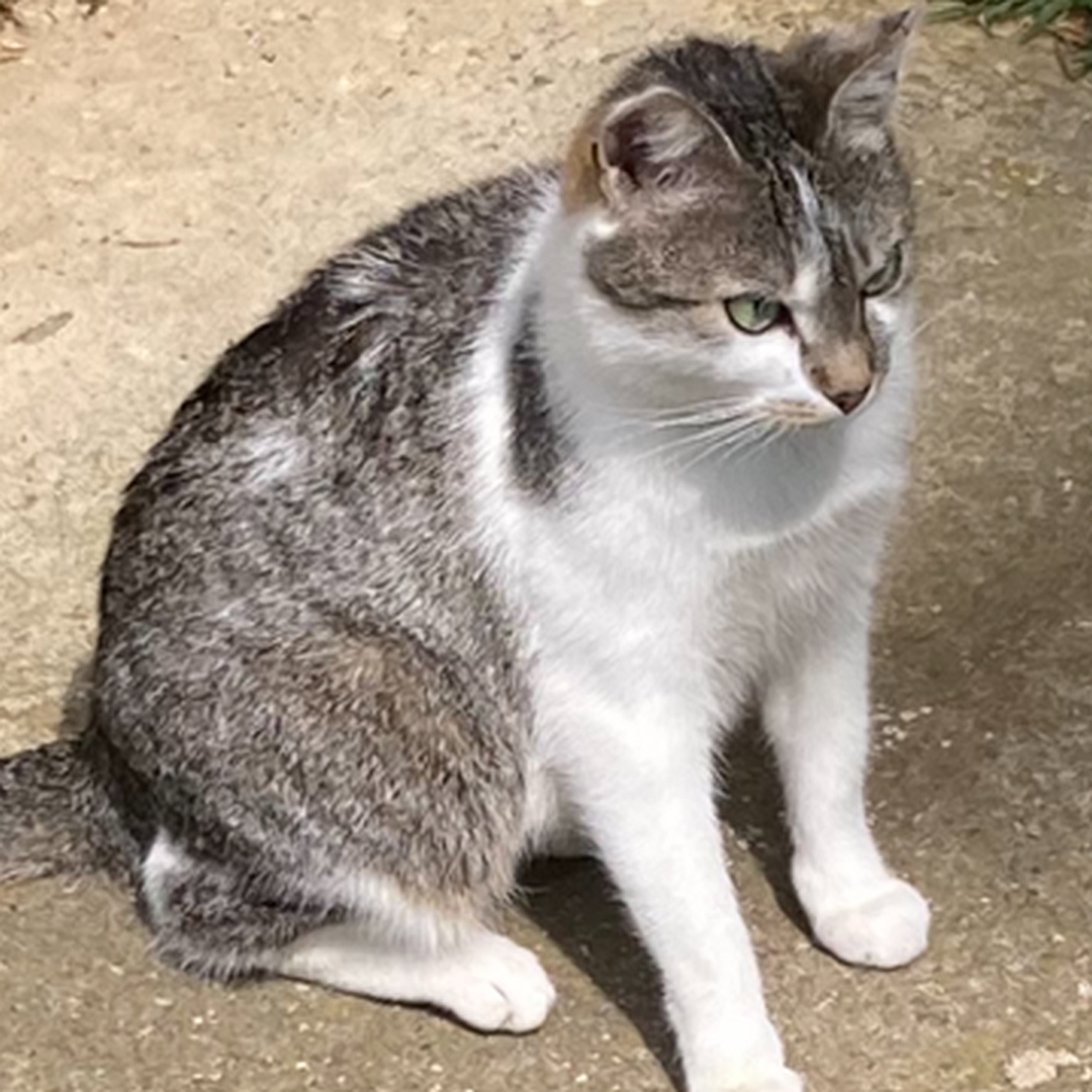 Grau-getigerte Katze, komplett weiße Brust und weiße Pfoten, sitzend, rechte Seite