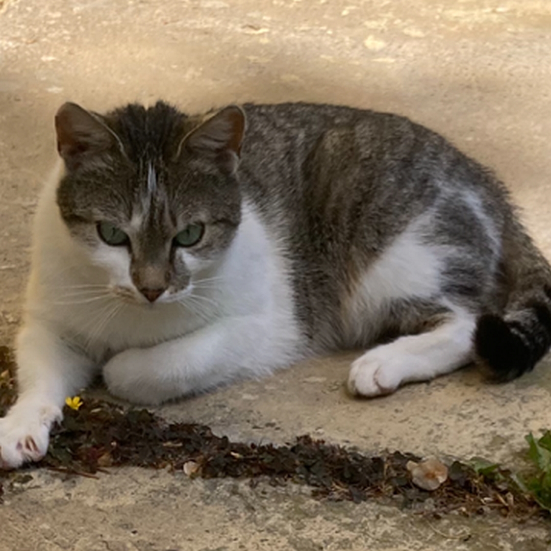 Grau-getigerte Katze, komplett weiße Brust und weiße Pfoten, liegend, eher linke Seite, Kopf und Blick nach vorn