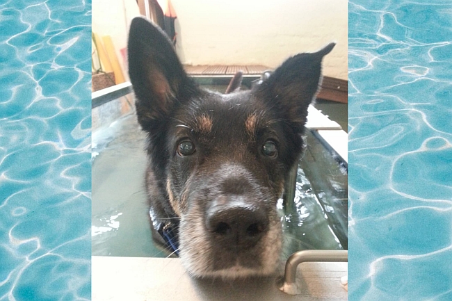 Hund auf Wasserlaufband