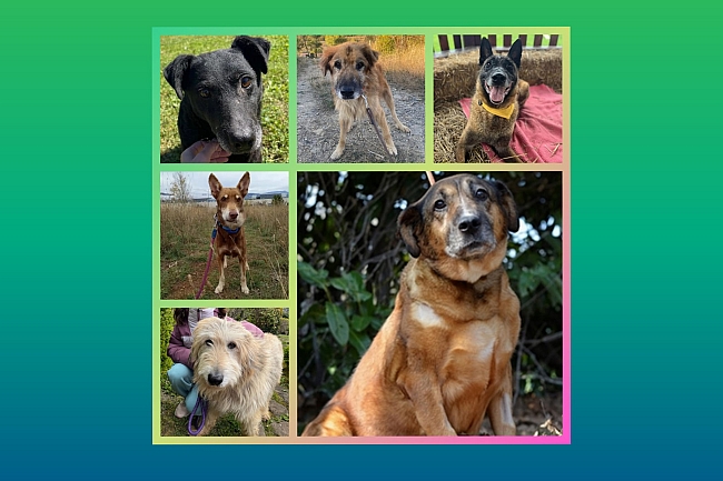 Hundesenioren