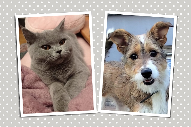 Katze und Hund