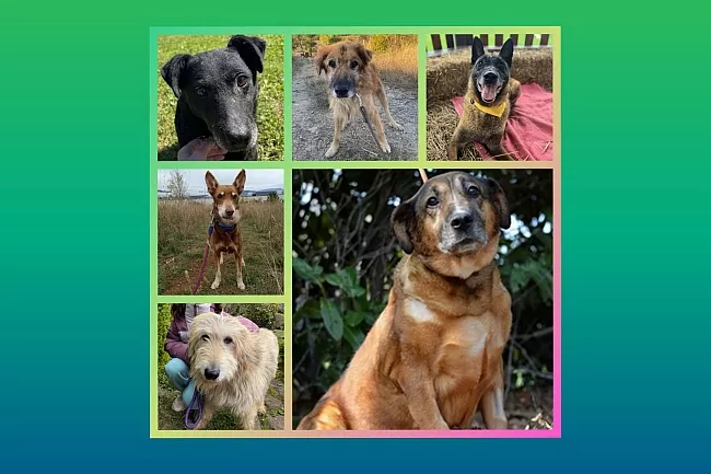Hundesenioren