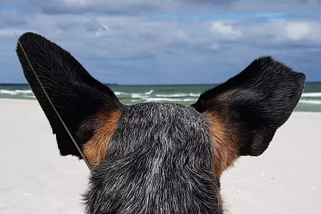 Hund mit Flugohren Hund mit Flugohren