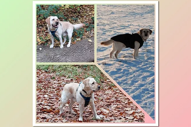 Körpersprache eines Hundes