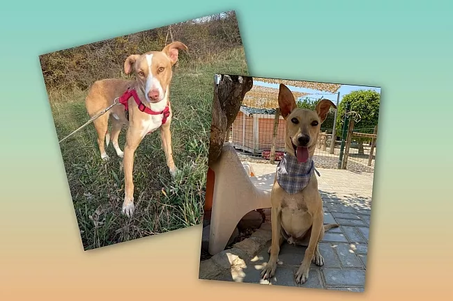 Zwei Podenco-Mischlinge