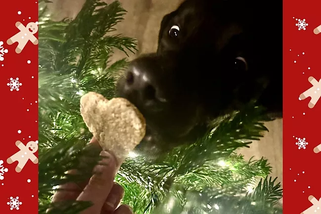 Hund schnuppert an Keks