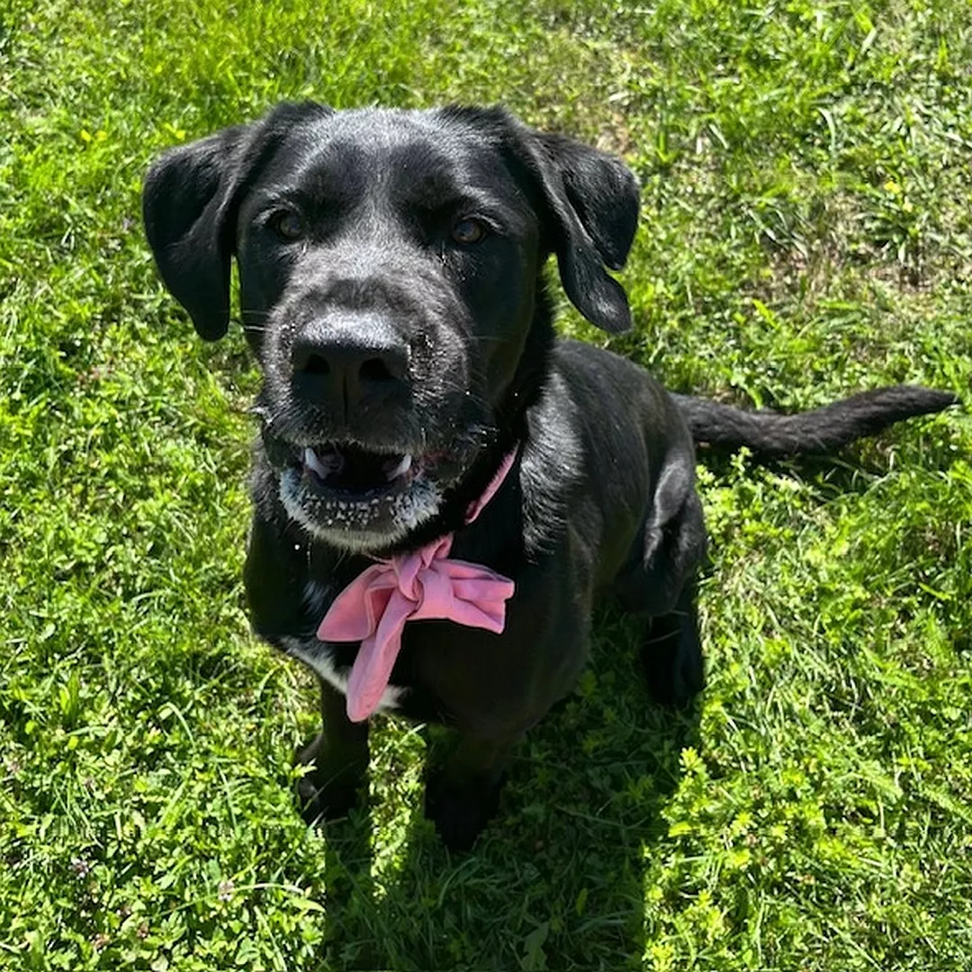 BEA