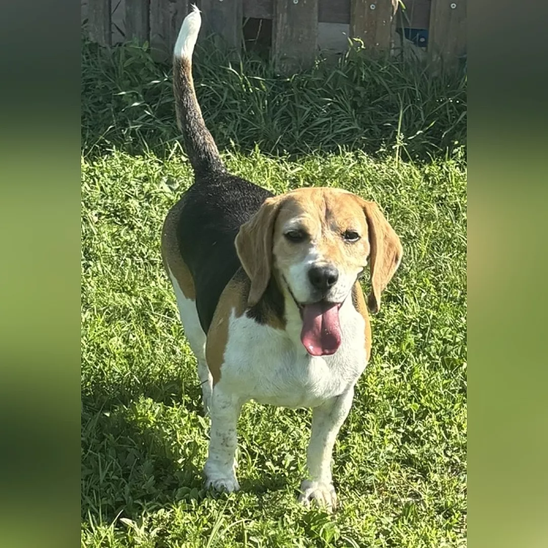 BELA