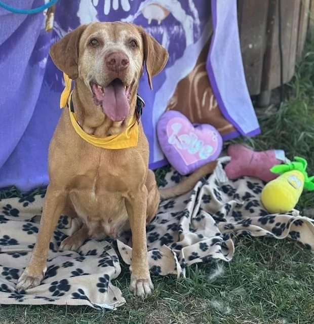 ELLA