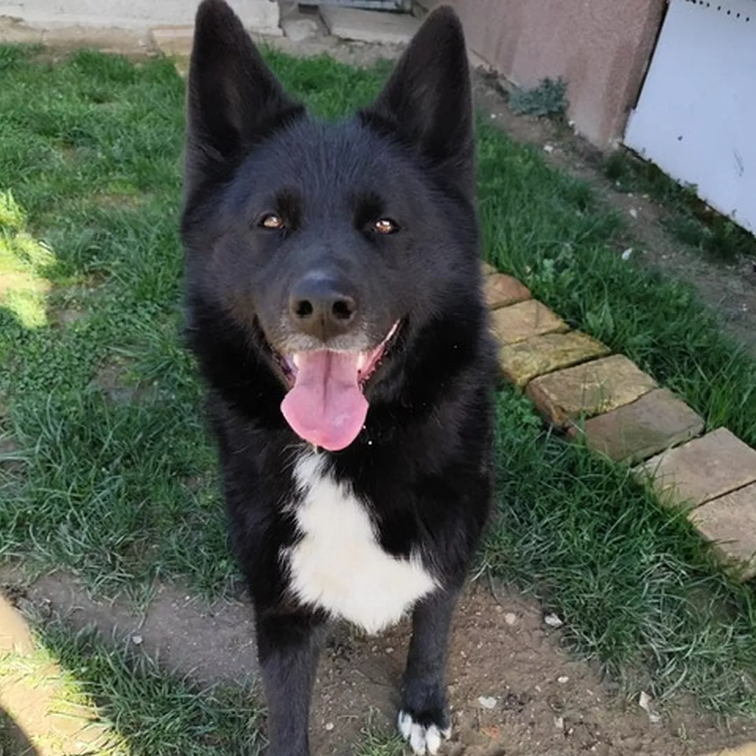 KORI
