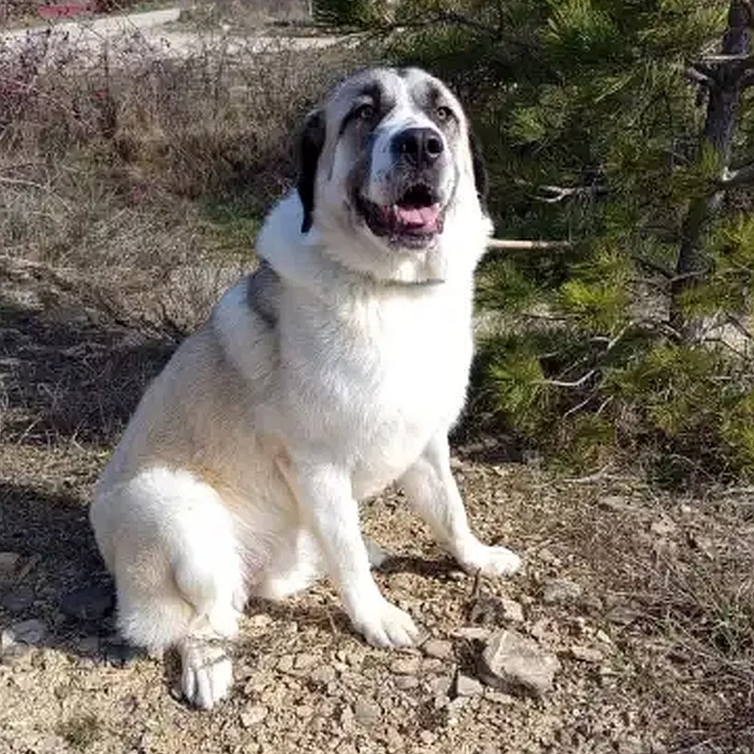 LOGAN