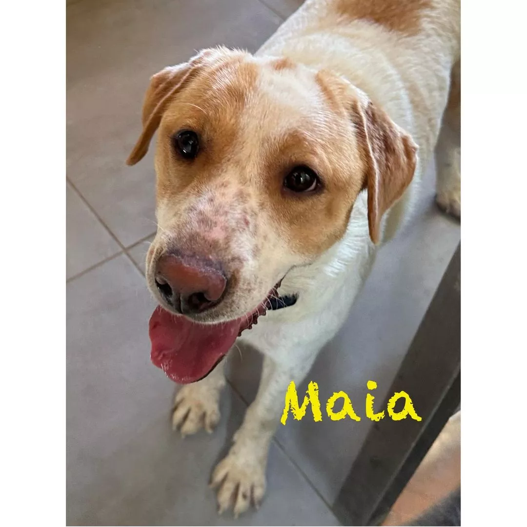 MAIA