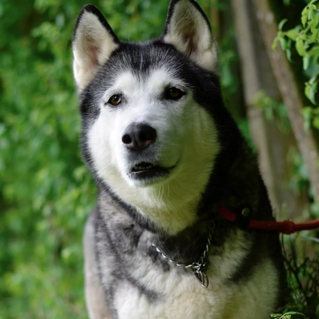 MAYA