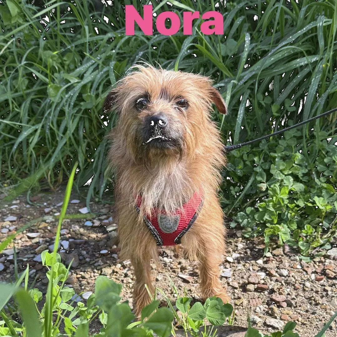 NORA