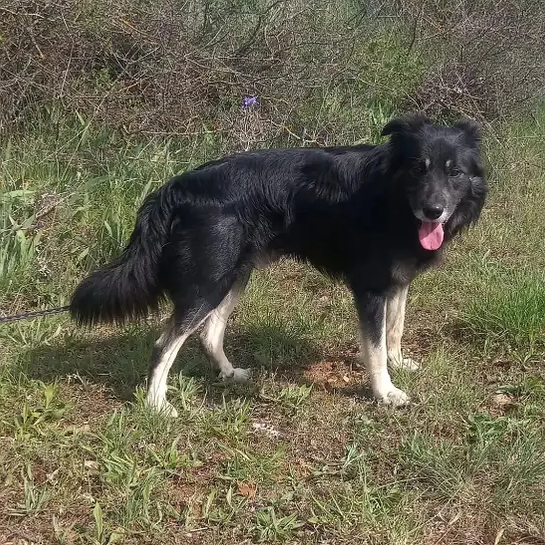 OTTO