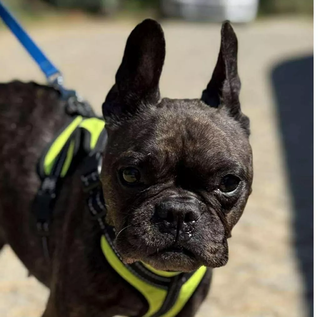 PIPA