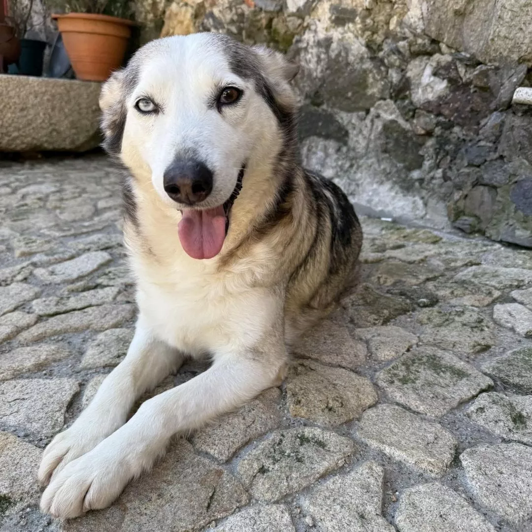SARA