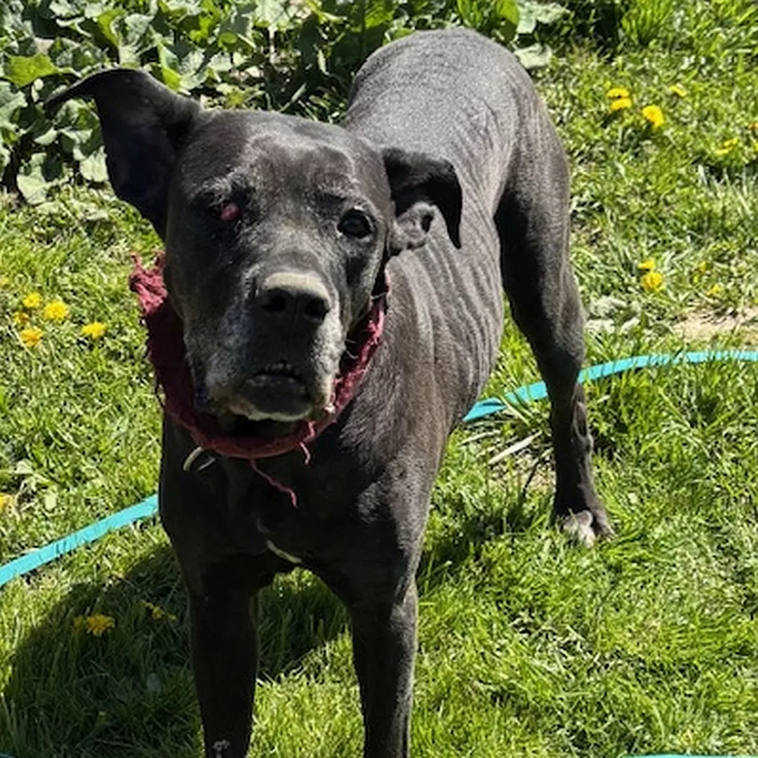 KALI
