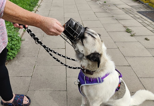 Hund mit Maulkorb