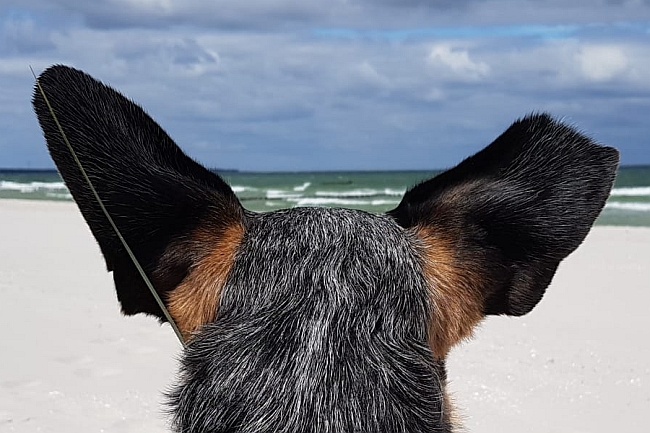 Hund mit Flugohren