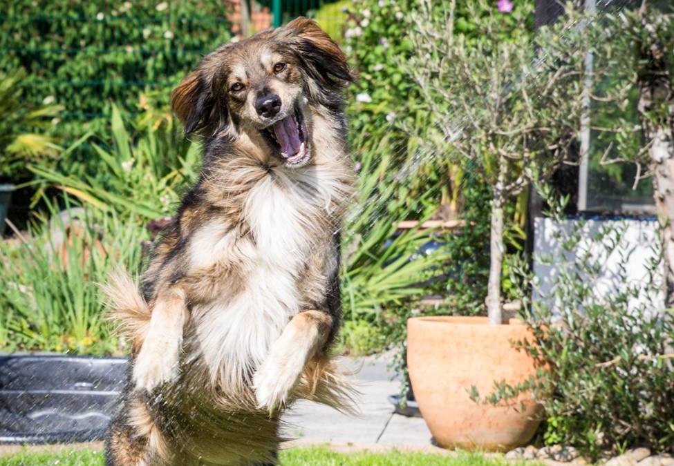 Hund schnappt nach Wasserstrahl