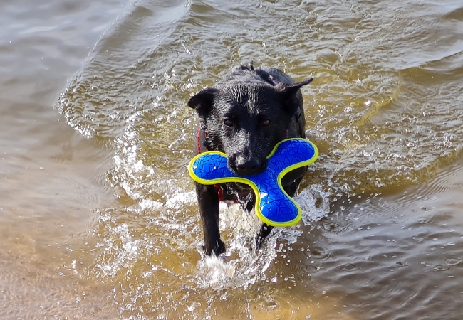 Schwarzer Hund kommt mit Wurfspielzeug aus dem Wasser