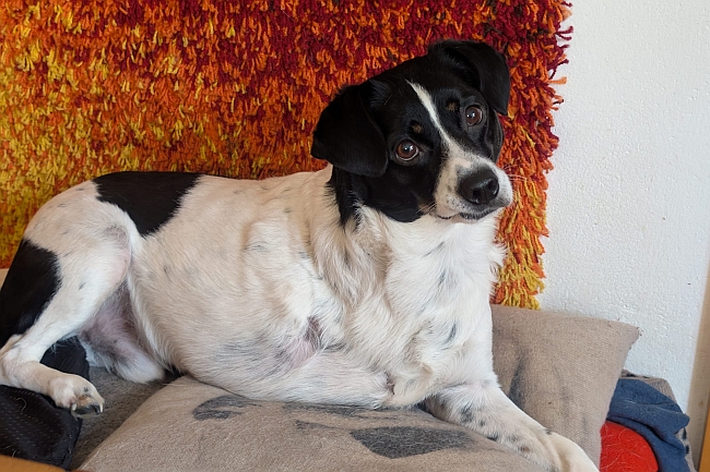 Dreibeiniger Hund