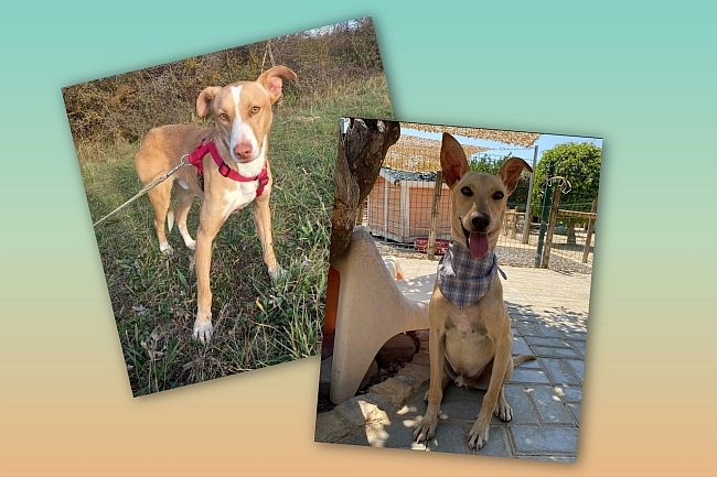 Zwei Podenco-Mischlinge