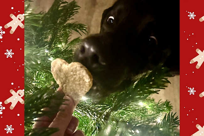 Hund schnuppert an Keks