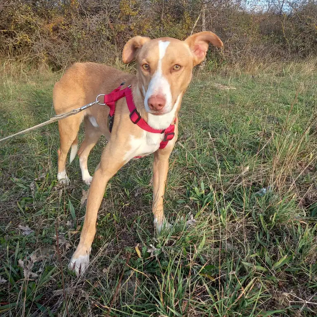 Hellbraun-weißer Podenco-Mix, stehend, von vorn, Blick leicht gesenkt in die Kamera