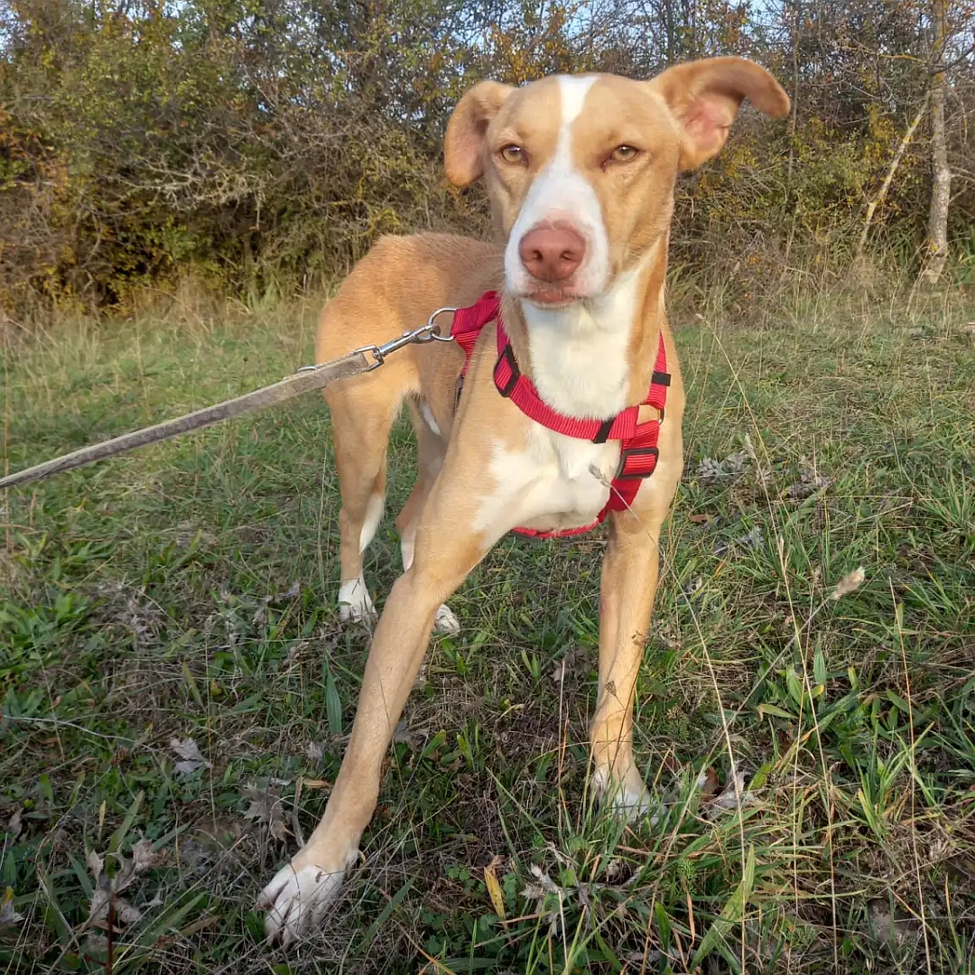 Hellbraun-weißer Podenco-Mix, stehend, von vorn, Blick in die Kamera