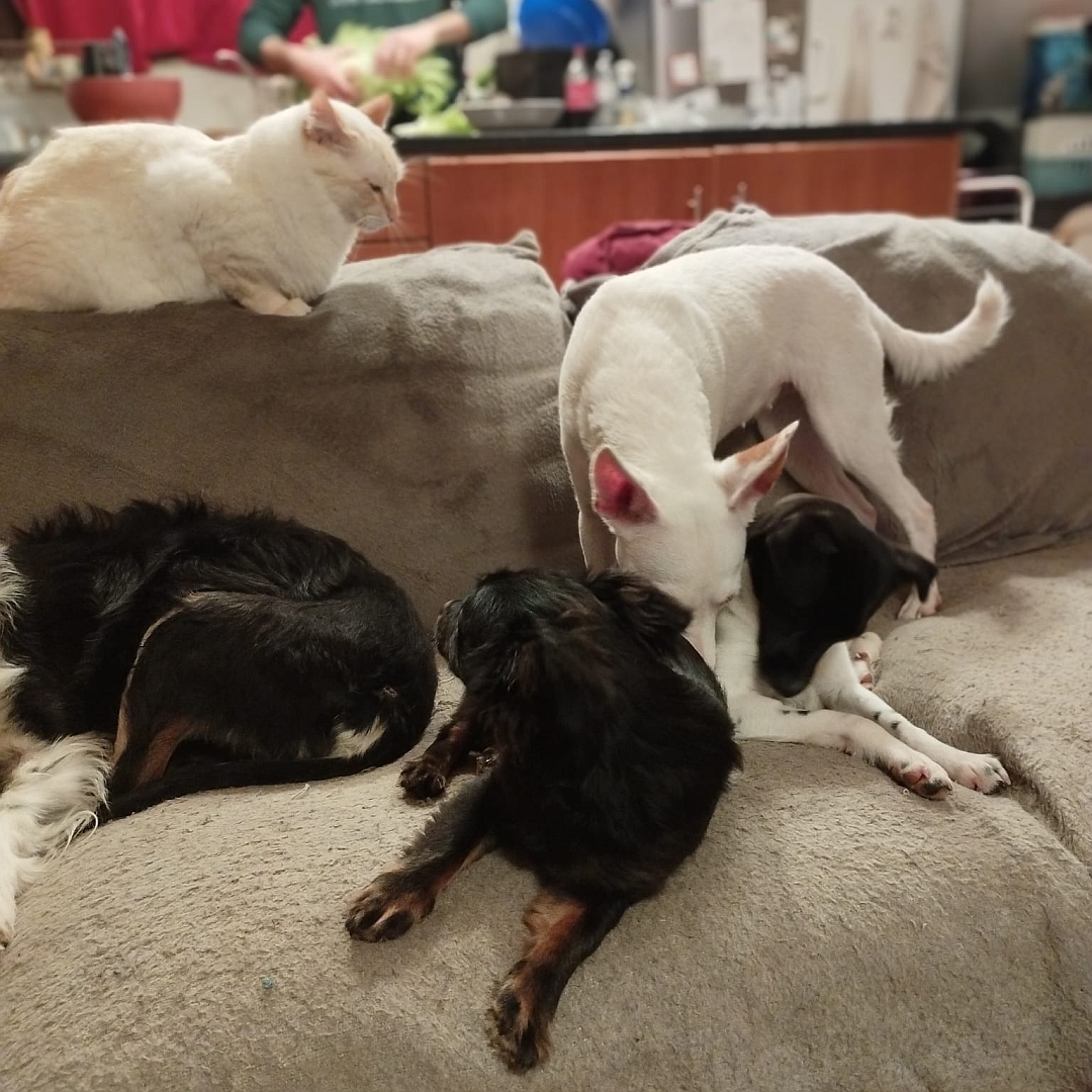 Kleiner, schwarz-brauner Rüde, auf Sofa liegend, mit drei anderen Hunden und Katze, dreht sich gerade um