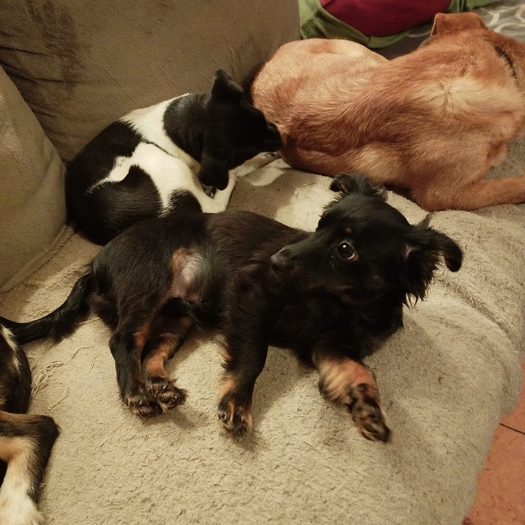 Kleiner, schwarz-brauner Rüde, auf Sofa liegend, mit drei anderen Hunden, dreht sich gerade um, liegt auf linker Seite