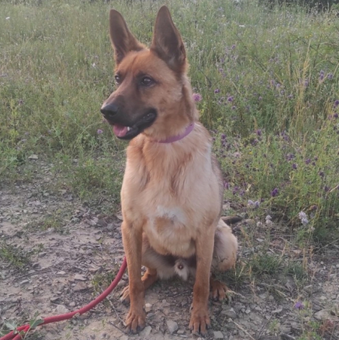 Malinoisrüde, sitzend, von vorn, Blick nach rechts