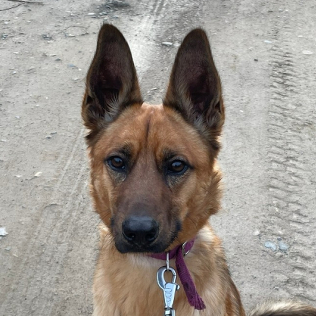 Malinoisrüde, Portrait, Blick in Kamera