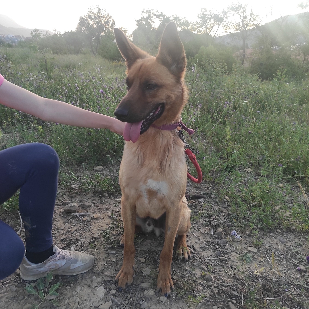 Malinoisrüde, neben Person sitzend, von vorn, Blick nach rechts