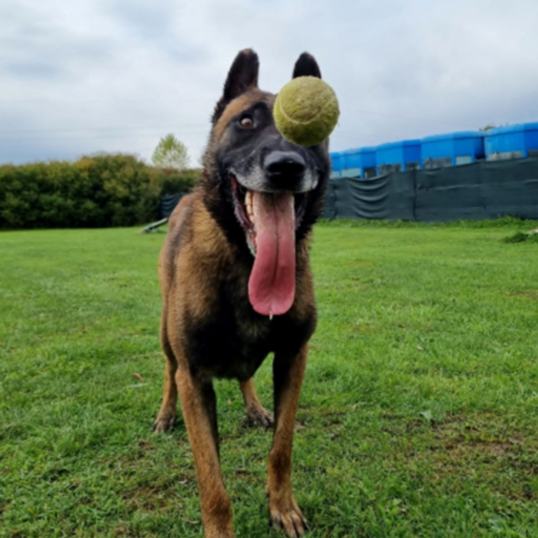 Malinoisrüde Max stehend mit anfliegendem Ball